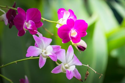 The background image of the colorful flowers, background nature