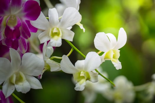 The background image of the colorful flowers, background nature