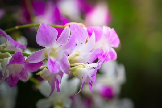 The background image of the colorful flowers, background nature