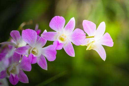 The background image of the colorful flowers, background nature