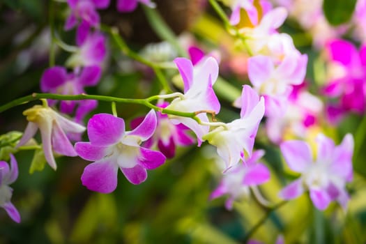 The background image of the colorful flowers, background nature