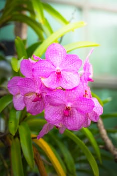 The background image of the colorful flowers, background nature