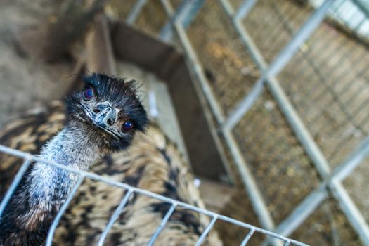 head of an ostrich looks you in the eye at the zoo is a EMU