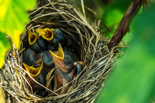 the Chicks in the nest yellow mouths asking for food or open their mouths