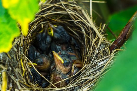 the Chicks in the nest yellow mouths asking for food or open their mouths