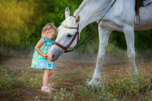 the little girl feeds a white horse