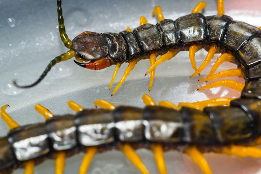 Centipede close-up macro photo of white background, isolated