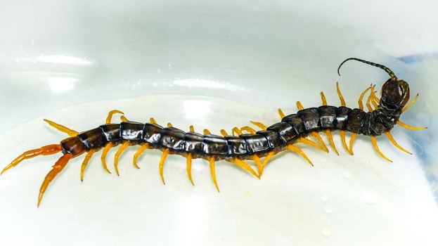 Centipede close-up macro photo of white background, isolated