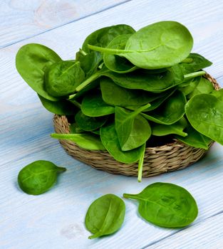 Pile of Small Raw Spinach Leafs in Wicker Plate closeup on Blue Wooden background