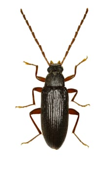 Comb-clawed Beetle Allecula on white Background  -  Allecula morio (Fabricius, 1787)