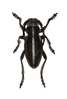 Longhorned Beetle Dorcadion on white Background  -  Dorcadion (Cribridorcadion) arenarium (Scopoli, 1763)