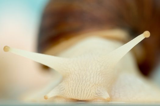 Giant snail Achatina is the largest land mollusk
