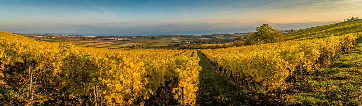 Panorama of vineyards and Geneva lake close to Aubonne in Switzerland