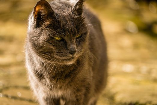 Close up shot of cat thinking hard about its next victim