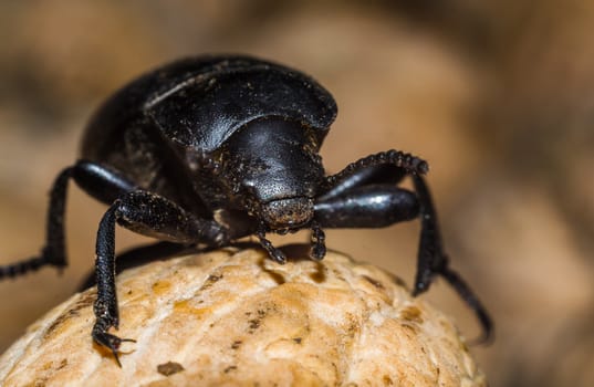 black beetle closeup on a walnut brown background