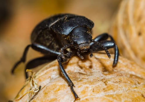 black beetle closeup on a walnut brown background