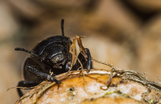 black beetle closeup on a walnut brown background