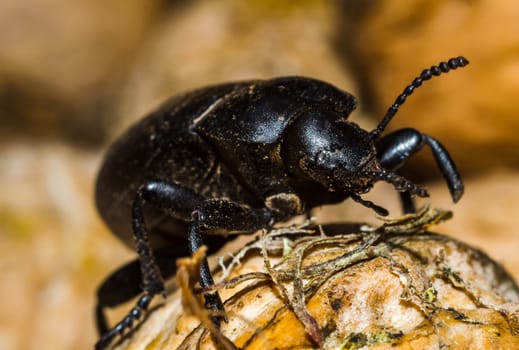 black beetle closeup on a walnut brown background