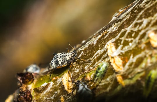 black beetle closeup on a walnut brown background