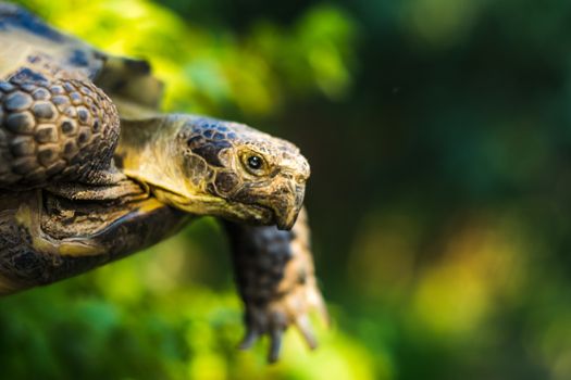 turtle close-up flying turtle green background