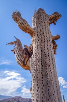 dry giant cactus detail in the Tilcara quebrada, Argentina