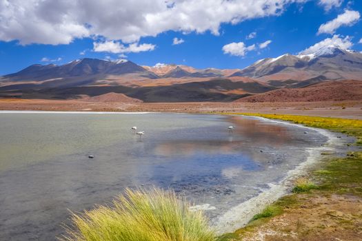 Pink flamingos in altiplano laguna, sud Lipez reserva Eduardo Avaroa, Bolivia