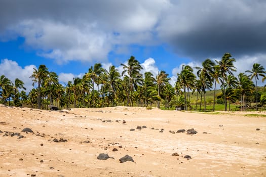 Palm trees on Anakena beach, easter island, Chile