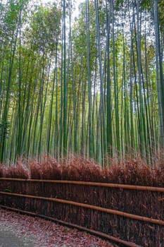 Arashiyama bamboo forest in Sagano, Kyoto, Japan