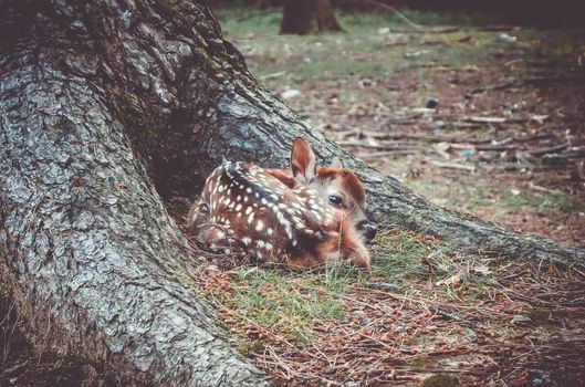 New born Sika fawn deer in Nara Park forest, Japan