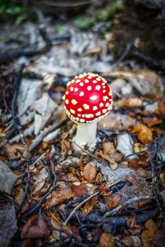 Amanita muscaria. fly agaric toadstool mushroom. Close-up view