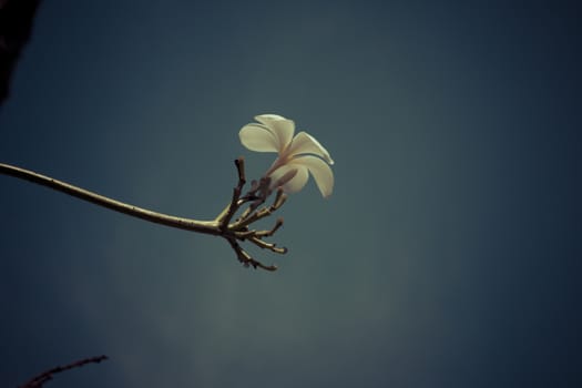 beautiful tropical flowers frangipani (plumeria)