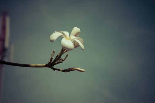 beautiful tropical flowers frangipani (plumeria)