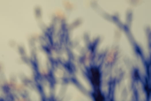 Blur of plumeria tree background