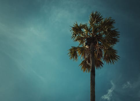 Sugar palm trees on sky background