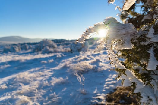 Sun shines on juniper branch