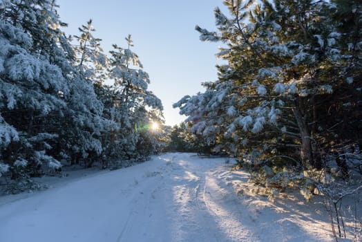 Sunset in the wood between the trees strains in winter period