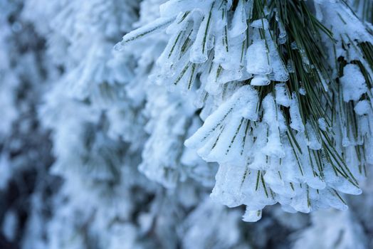 Frosted fir-tree in Crimea forest.