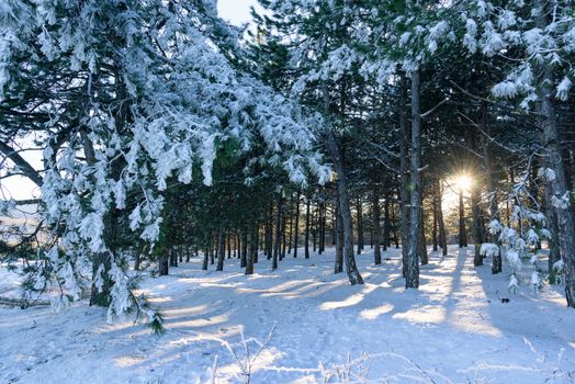 Sunset in winter pine wood between trees