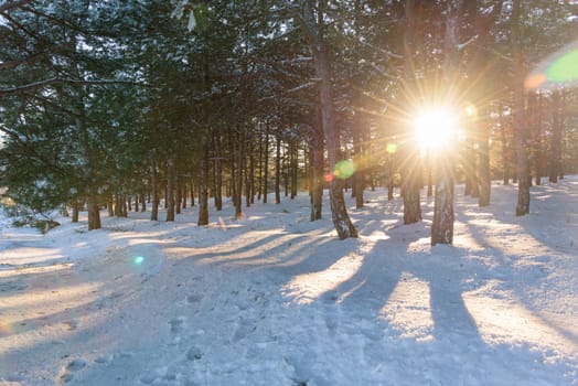 Sunset in the wood between the trees strains in winter period