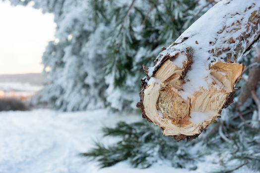 Cut tree trunk with annual rings. Wood background or texture for designers. Pine logs in winter forest. Wooden trunks background.