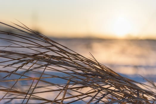 dry grass and winter sunset