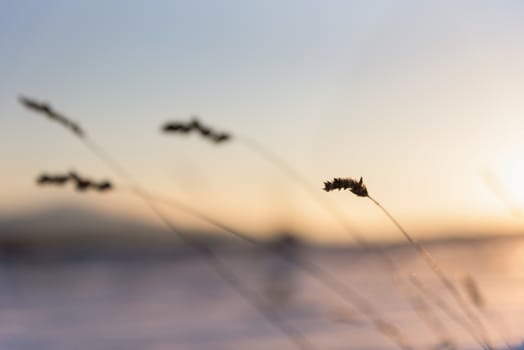 dry grass and winter sunset