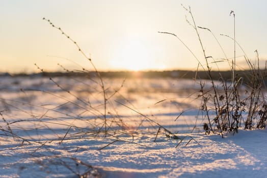 dry grass and winter sunset