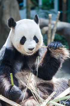 Giant panda eating bamboo close up view