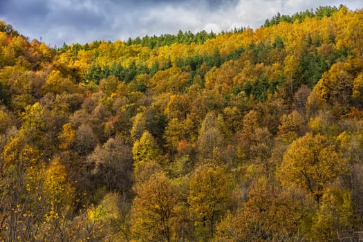 the mountain autumn landscape with colorful forest 