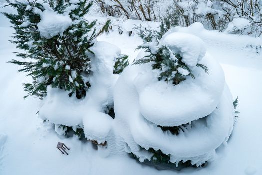 Snow helix on a fir tree in the winter, view from above