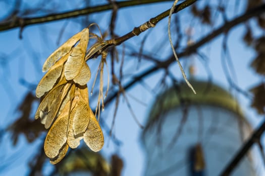 leaves close-up winter leaves withering during this time