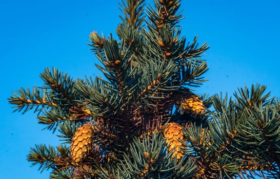 needle pine close-up winter macro photo waiting for the new year