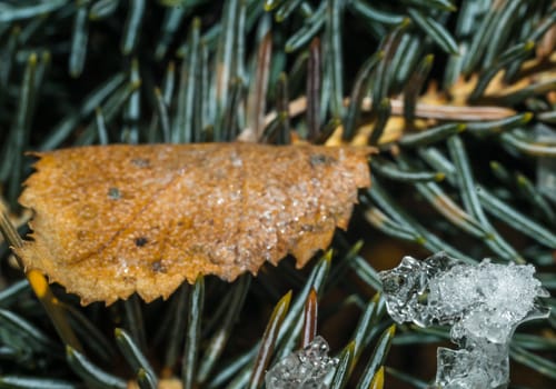 needle pine close-up winter macro photo waiting for the new year