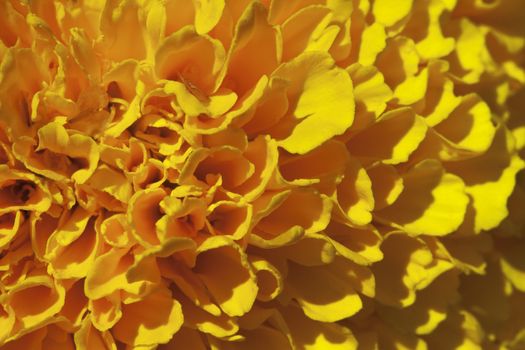 Macro shot of marigold flower, Tagetes erecta, view from above